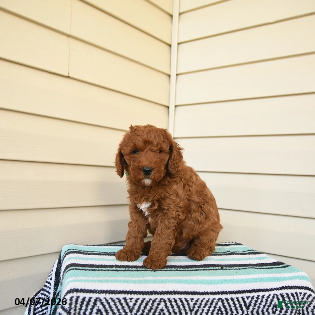 Goldendoodle dogs for sale: Berrnerd - Ad 3