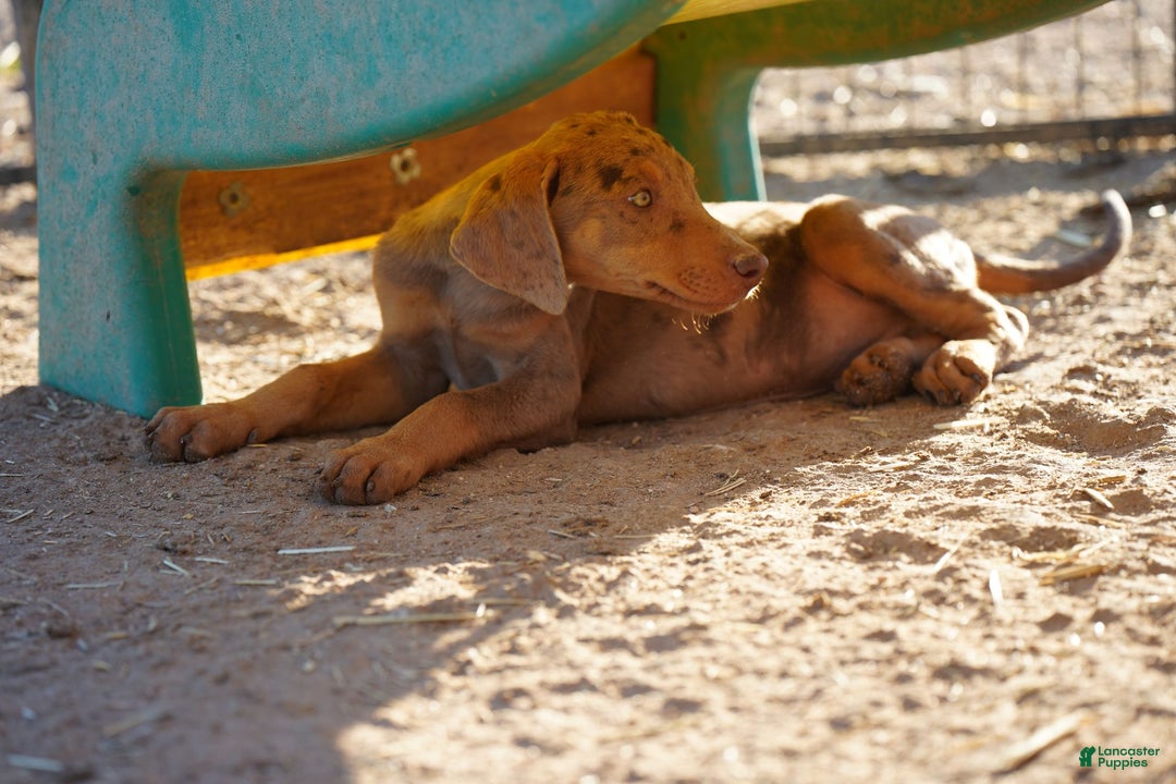 Mixed Breed dogs for sale: Lilac Fawn Merle M1 RT - Ad 6