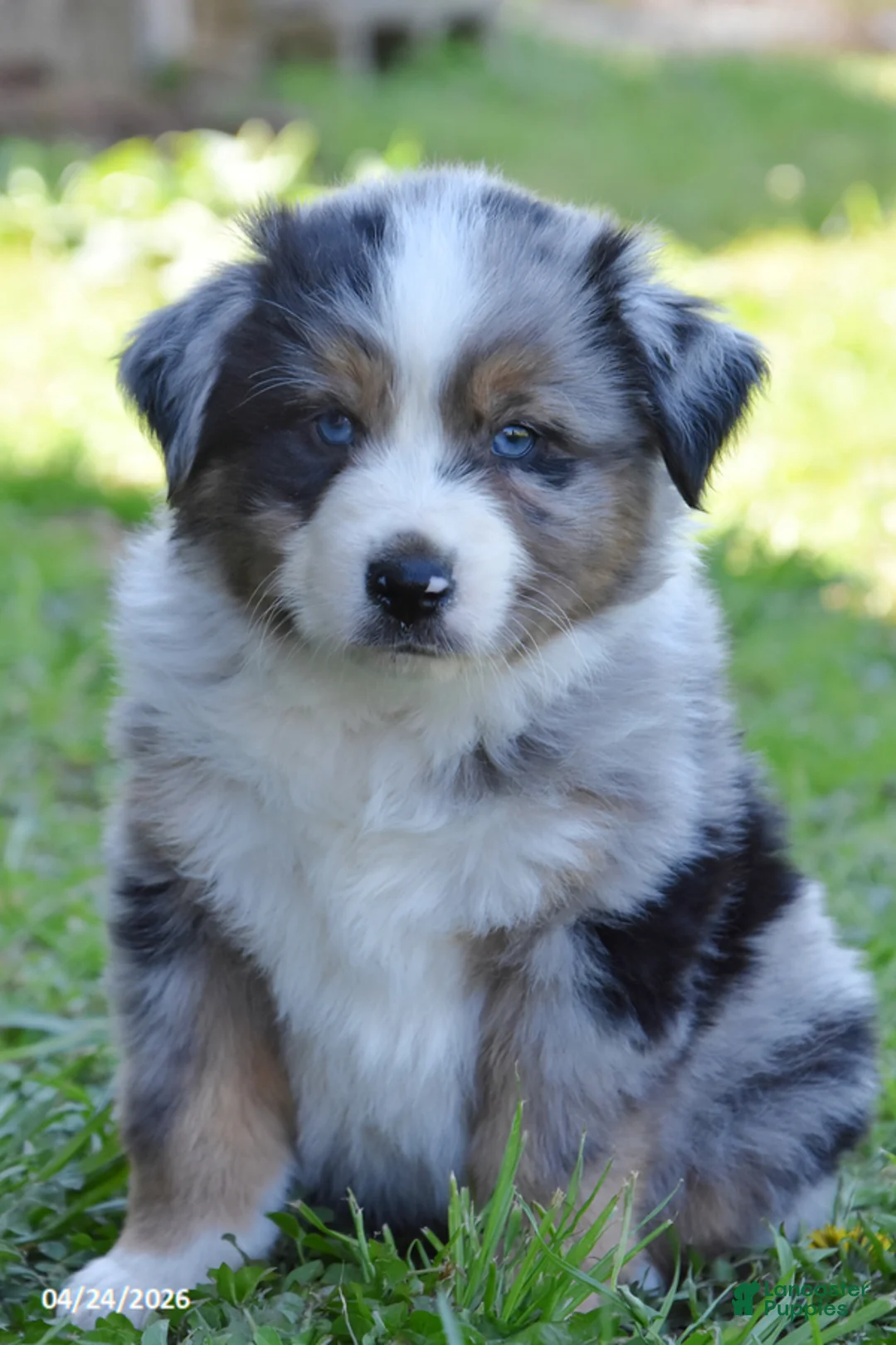 Miniature Australian Shepherd dogs for sale: Blueberry - Ad 1