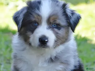 Miniature Australian Shepherd dogs for sale: Blueberry - Ad 1