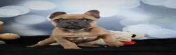 French Bulldog dogs for sale: April - Ad 8