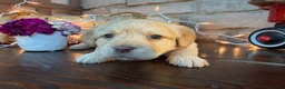 Labradoodle dogs for sale: Chelsey (Girl) - Ad 3