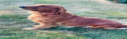 Golden Retriever dogs for sale: Scarlett - Ad 7
