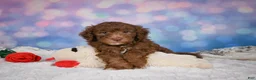 Mini Goldendoodle dogs for sale: Jasper - Ad 9