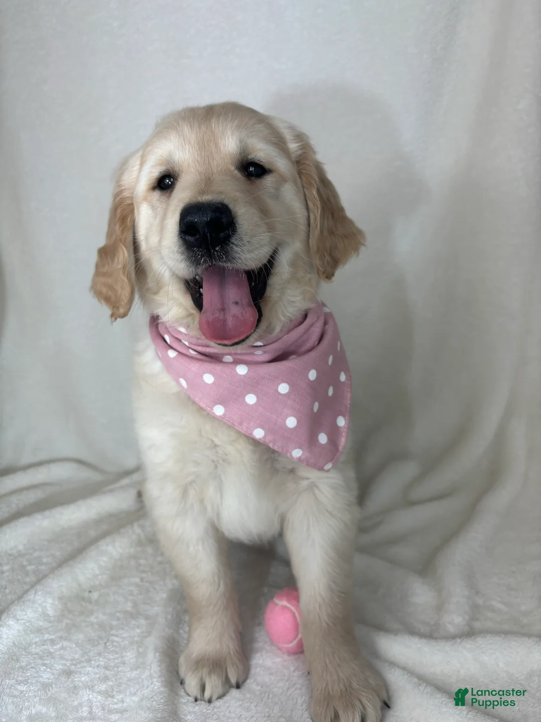 Golden Retriever dogs for sale: Gladys - Ad 1