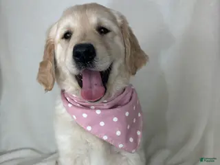 Golden Retriever dogs Gladys - Ad 20