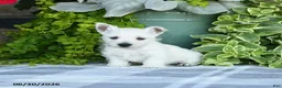 West Highland Terrier dogs for sale: Angalyn - Ad 3