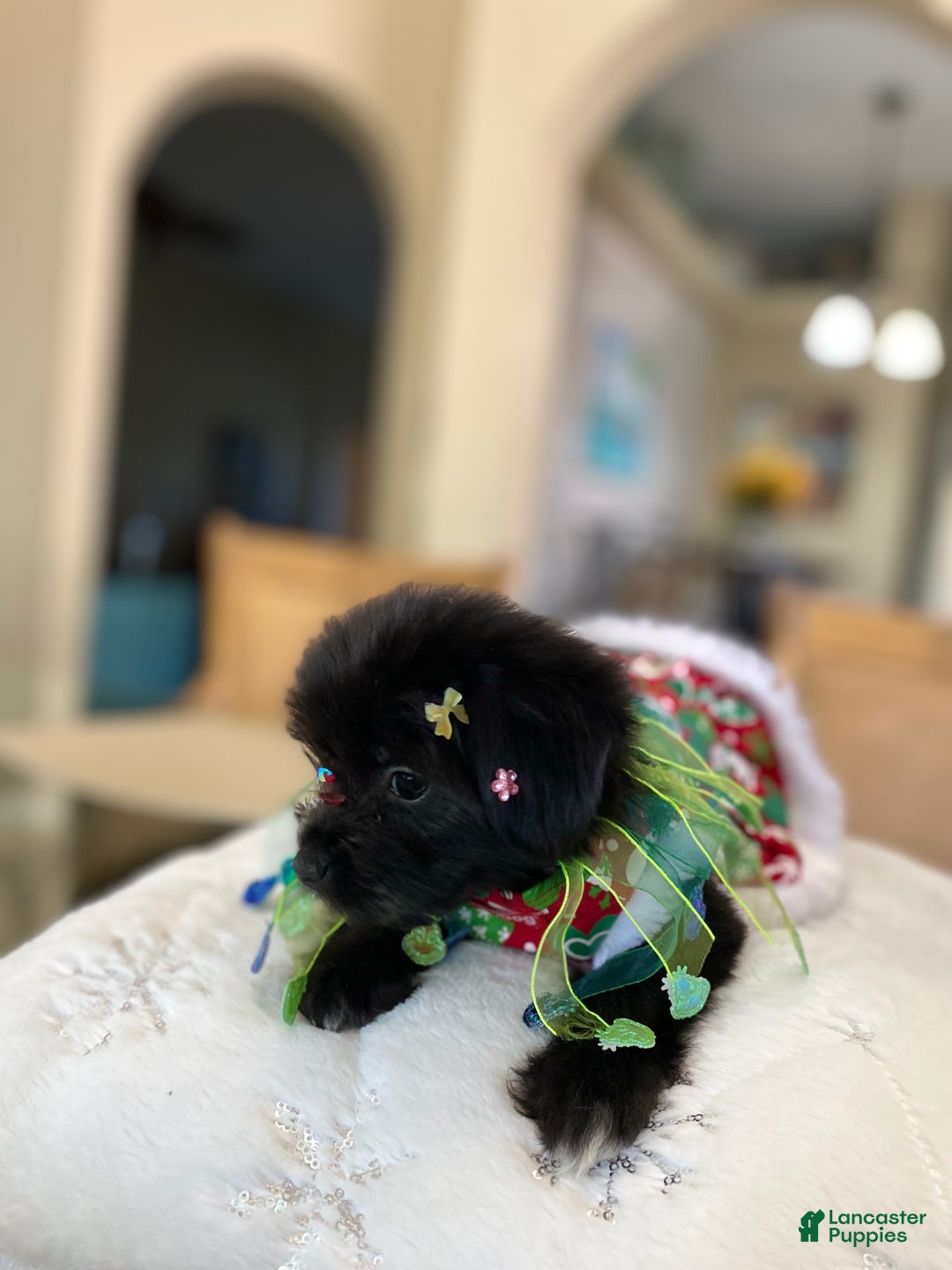 Shorkie dogs for sale: Shorkie Puppy 2 - Ad 4