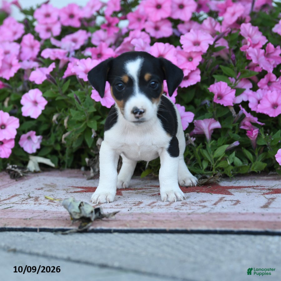 Jack Russell Terrier dogs Laurie - Ad 1