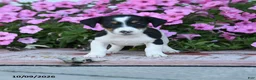 Jack Russell Terrier dogs for sale: Laurie - Ad 1