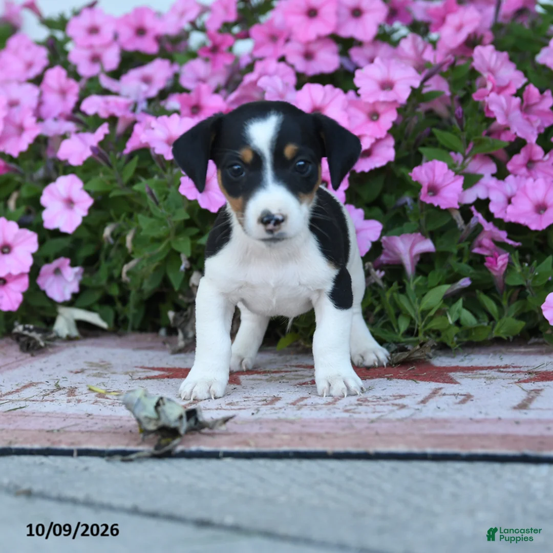 Jack Russell Terrier dogs for sale: Laurie - Ad 1