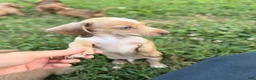 Miniature Dachshund dogs for sale: Willy  - Ad 16