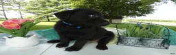 Sheprador dogs for sale: Sheprador 2 Cooper - Ad 2