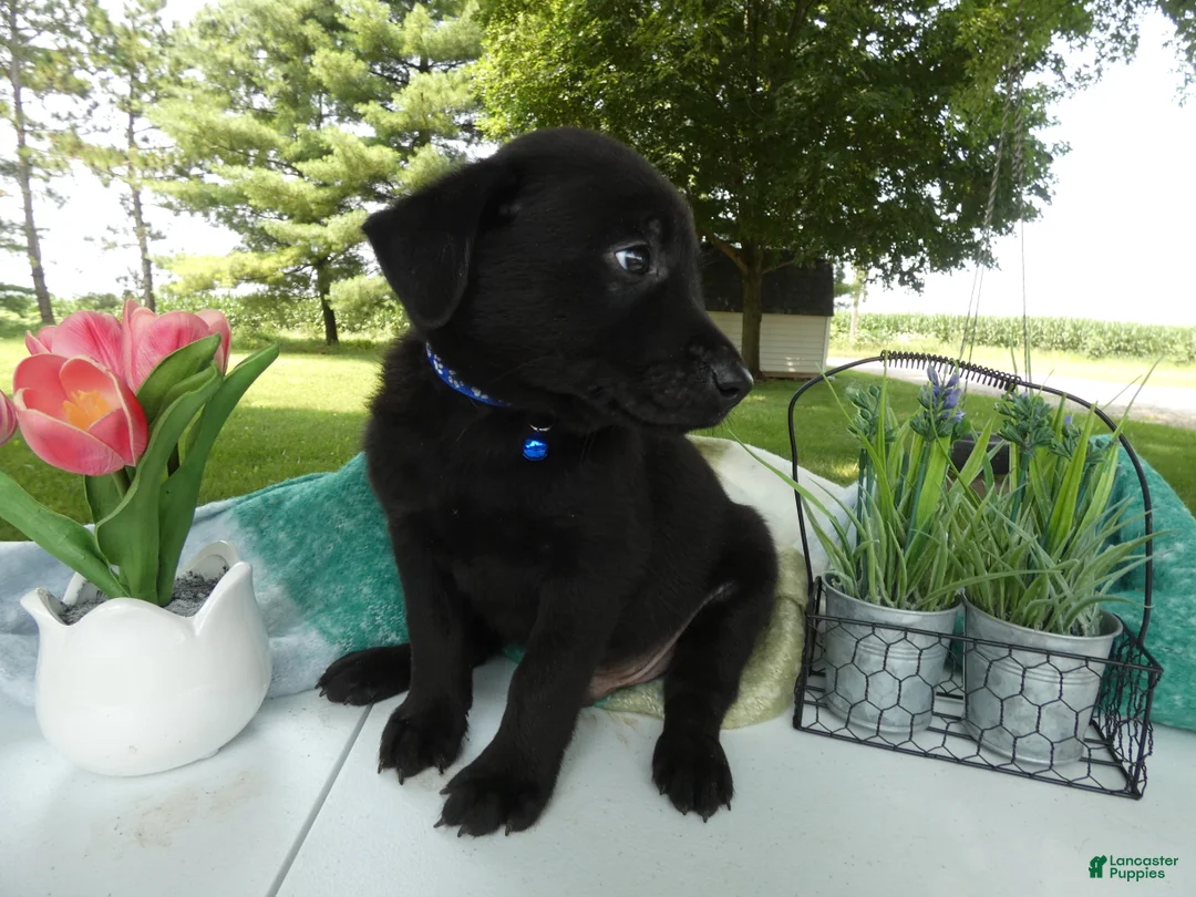 Sheprador dogs for sale: Sheprador 2 Cooper - Ad 2