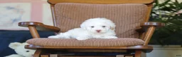 Toy Poodle dogs for sale: Bingo - Ad 10