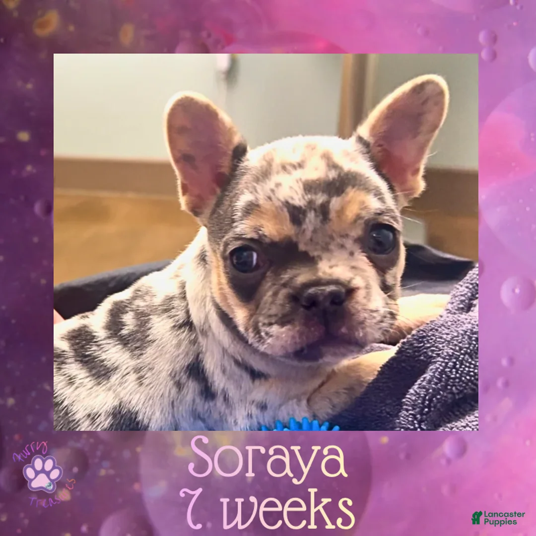 French Bulldog dogs for sale: Soraya, Female - Ad 1