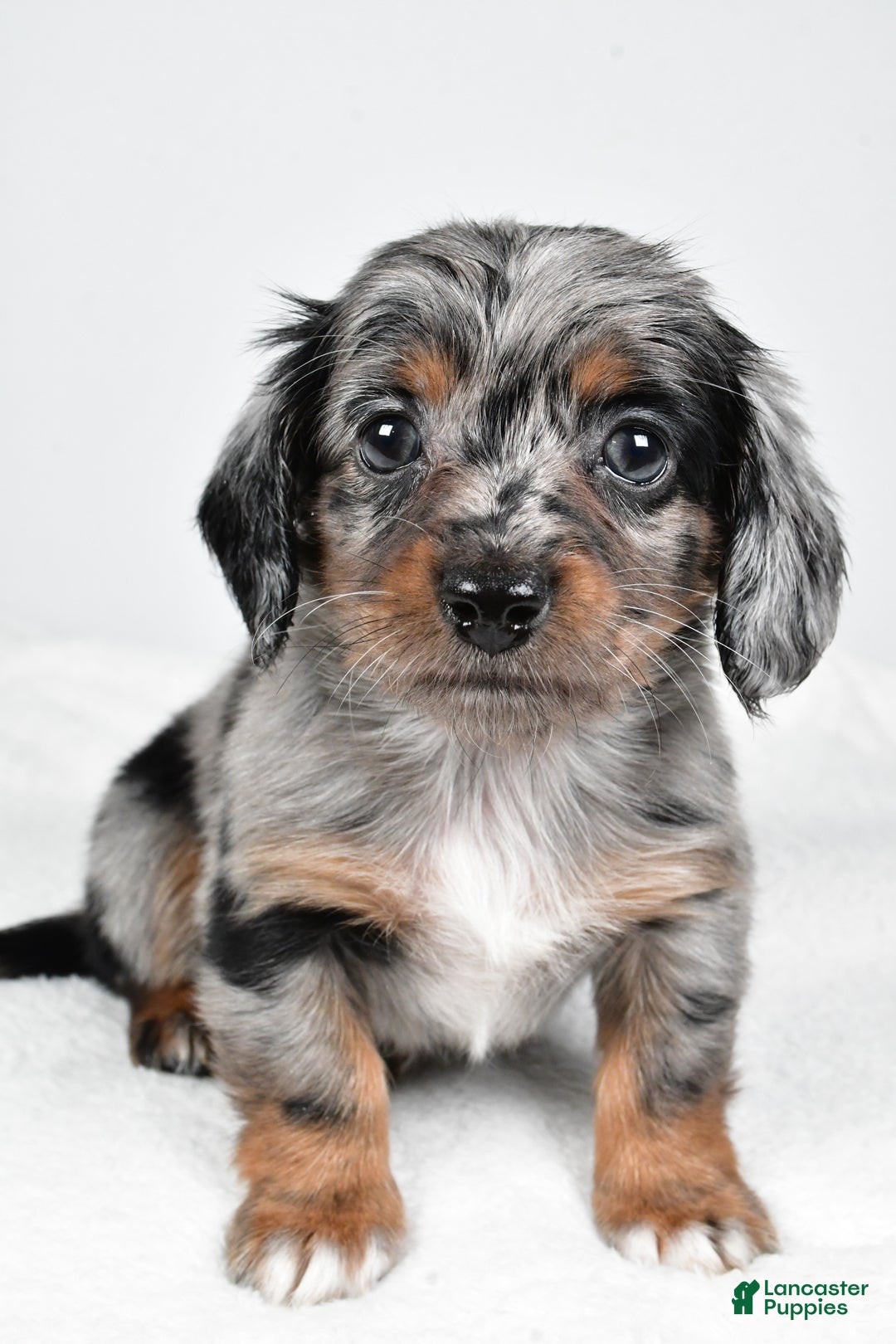 Miniature Dachshund dogs for sale: Bella - Ad 3