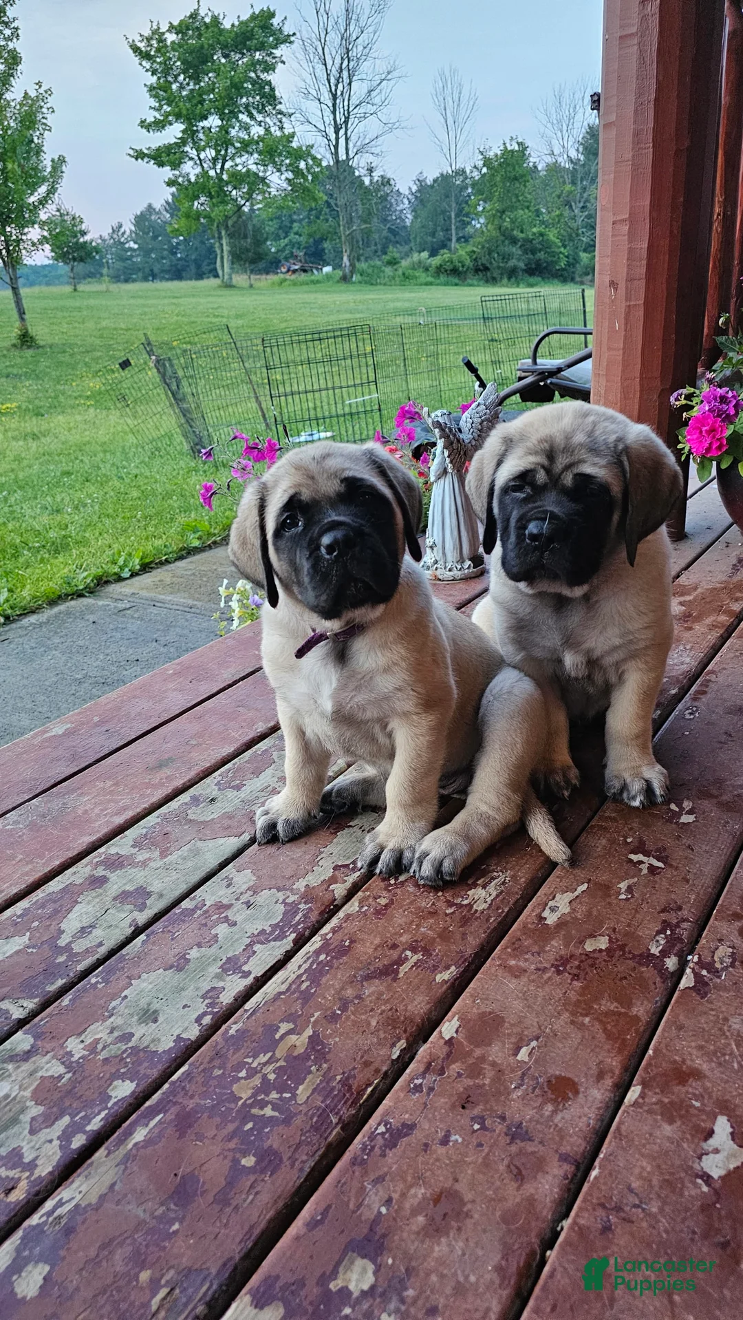 Gallery Image {{count}}