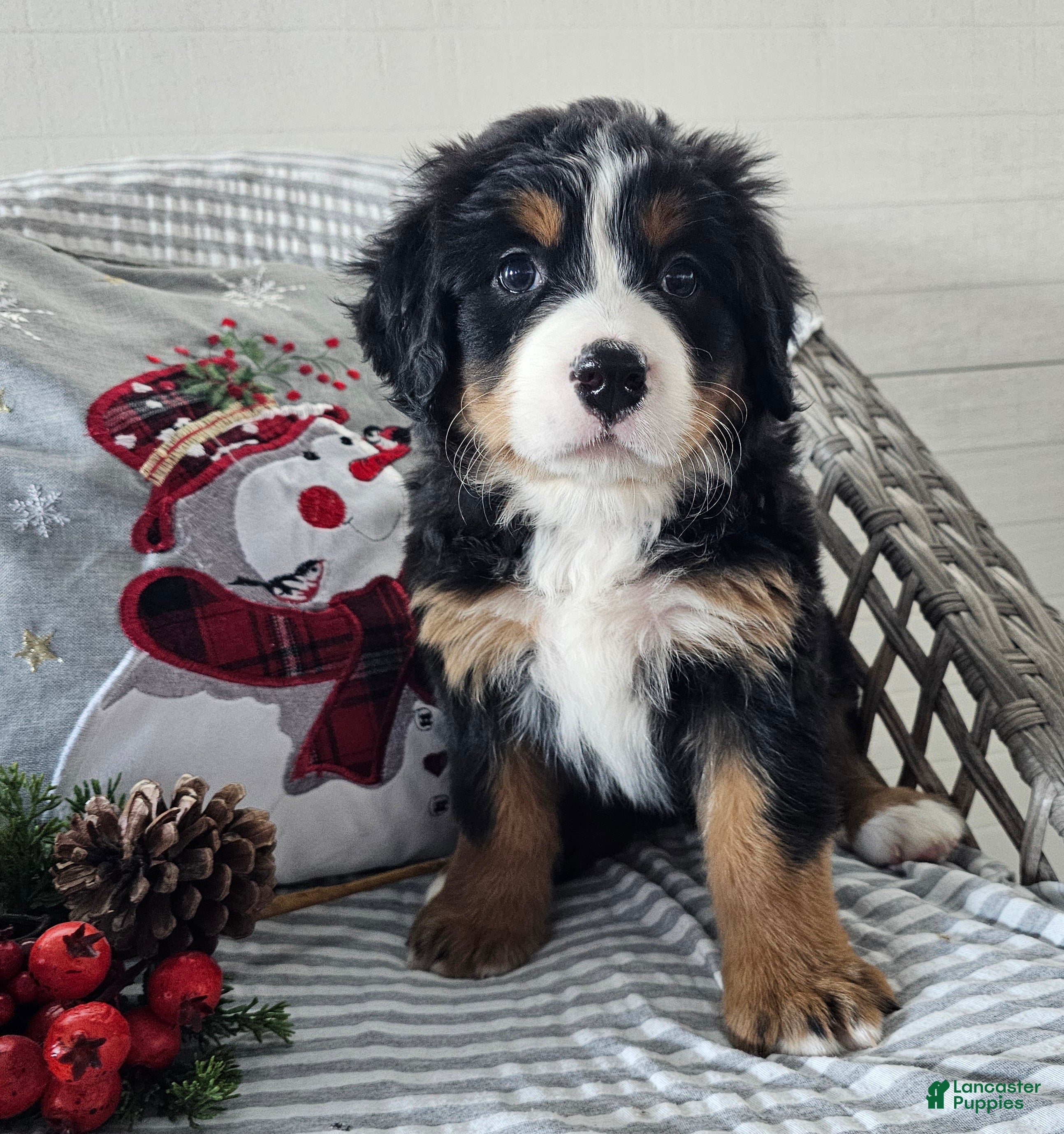 Bernese Mountain Dog dogs Gem - Ad 32