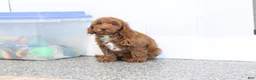Mini Goldendoodle dogs for sale: Creampuff - Ad 6