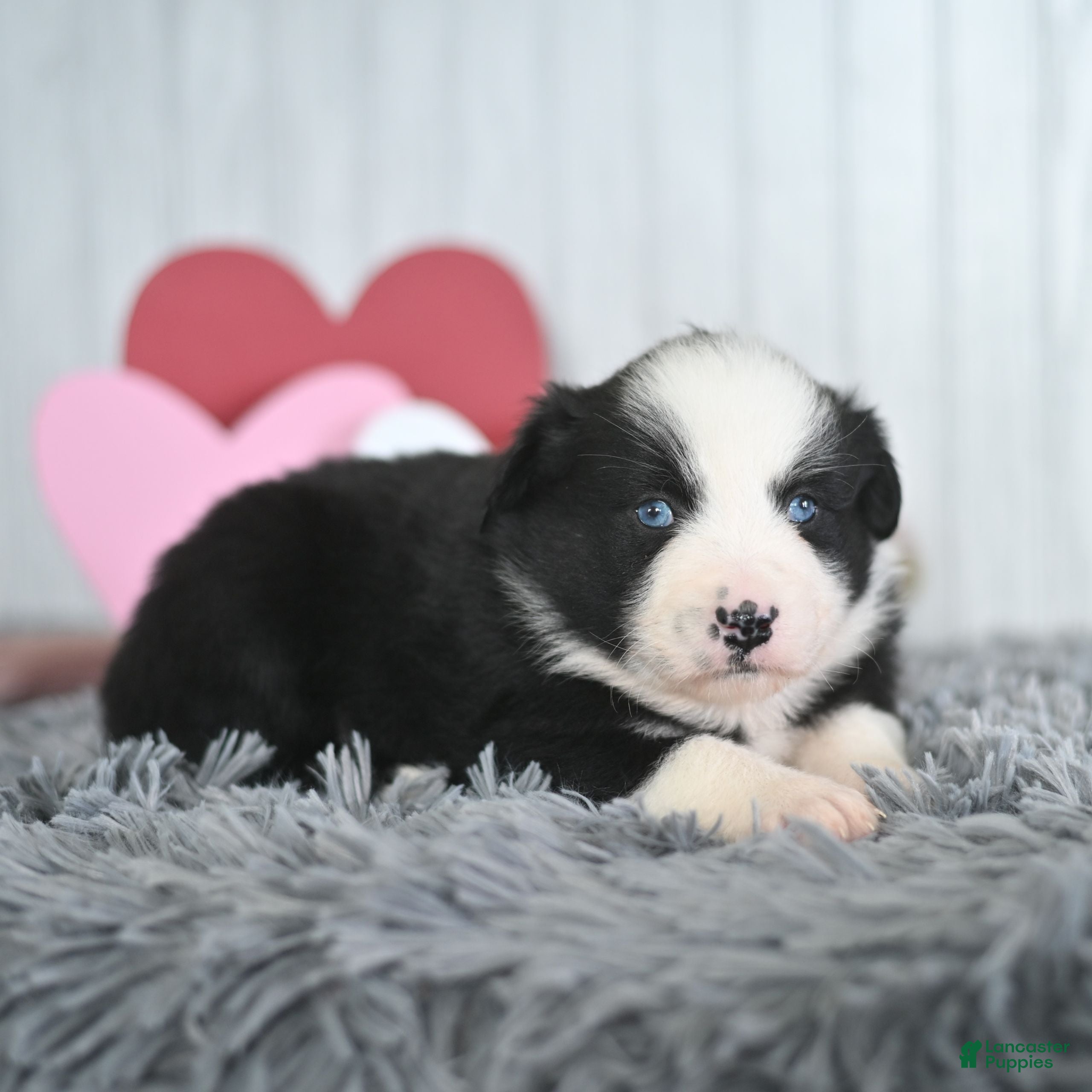 Miniature Australian Shepherd dogs Cody  - Ad 2