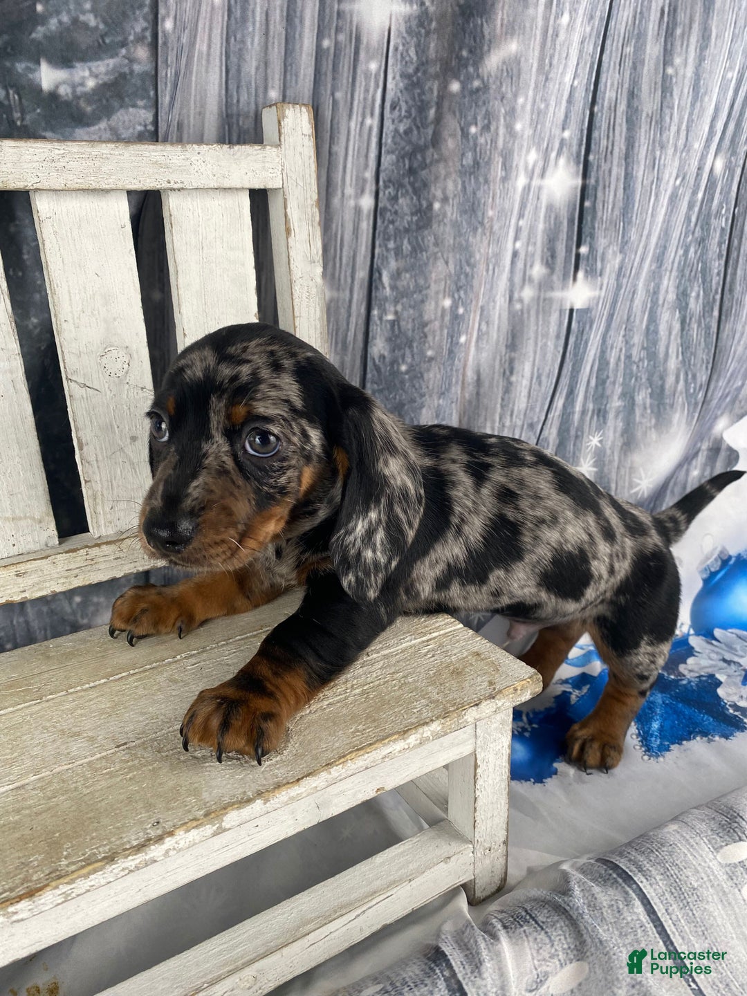 Miniature Dachshund dogs for sale: Clyde - Ad 12