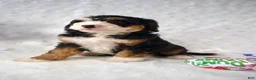 Mini Bernedoodle dogs for sale: Ms. Oreo - Ad 3