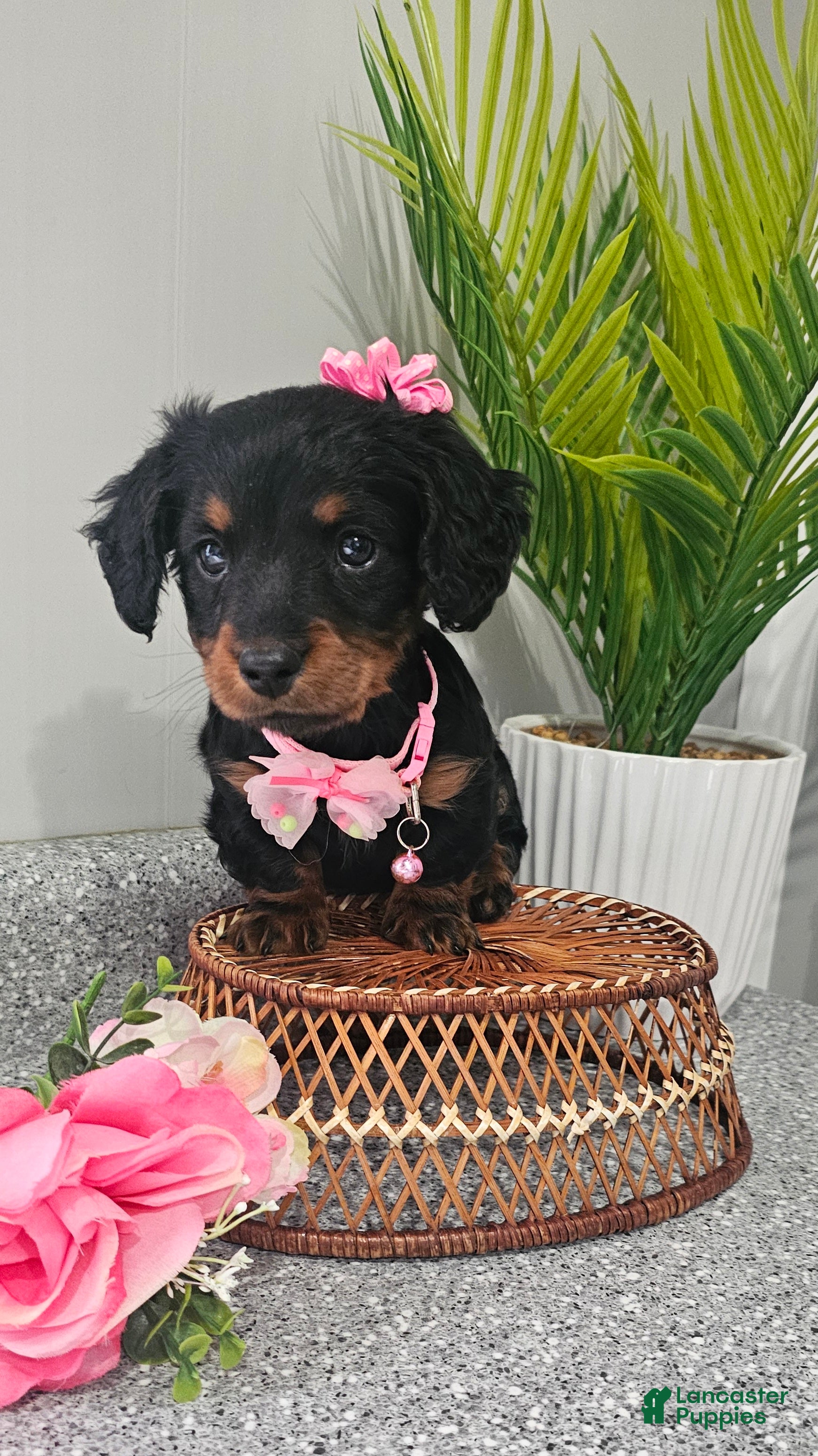 Miniature Dachshund dogs Lil Lady - Ad 1