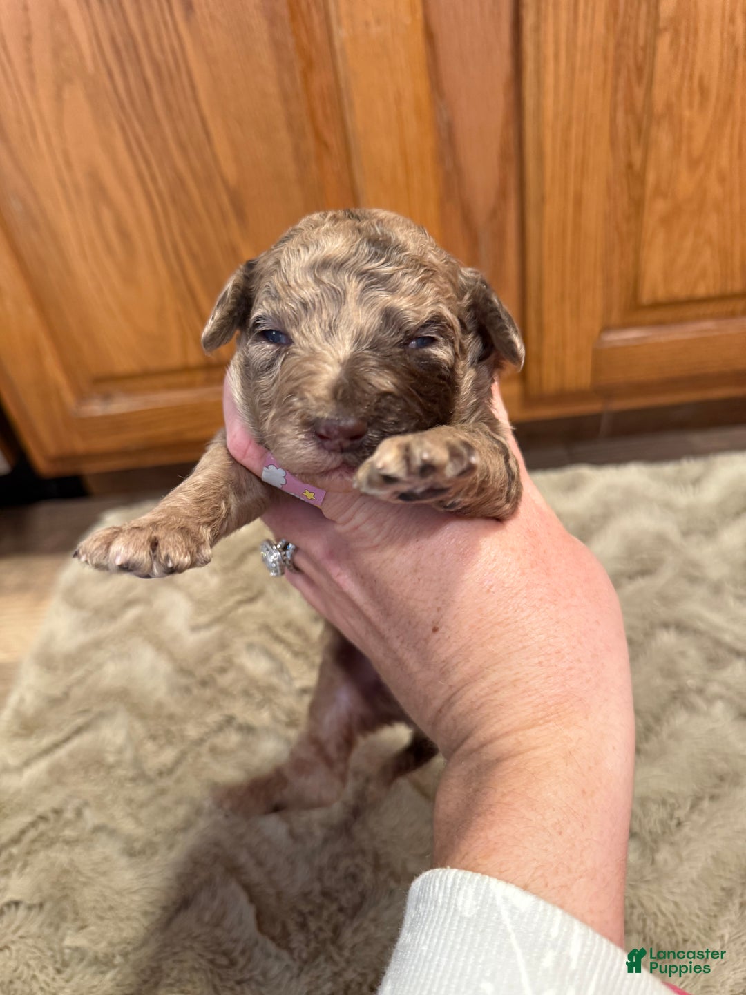 Goldendoodle dogs for sale: Marie - Ad 4