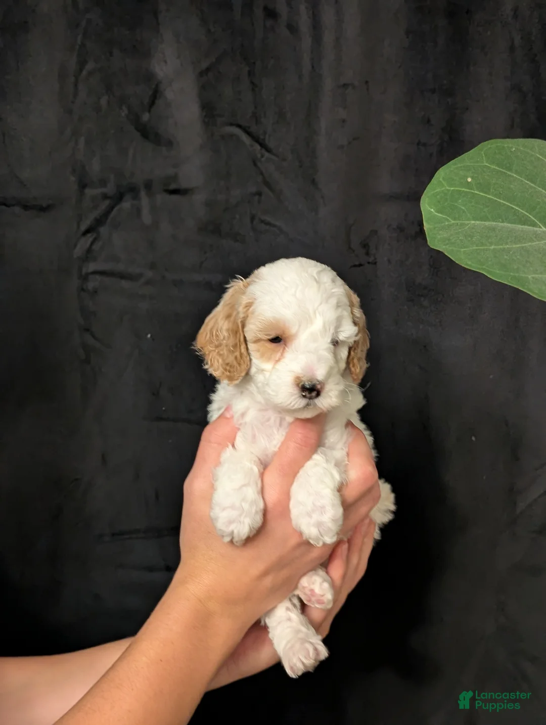 Cavapoo dogs for sale: Winter - Ad 1