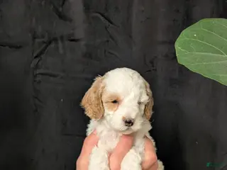 Cavapoo dogs for sale: Winter - Ad 3