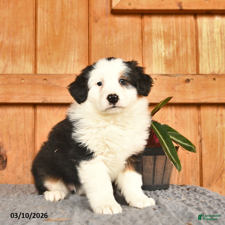 Australian Shepherd dogs Alisa  - Ad 2