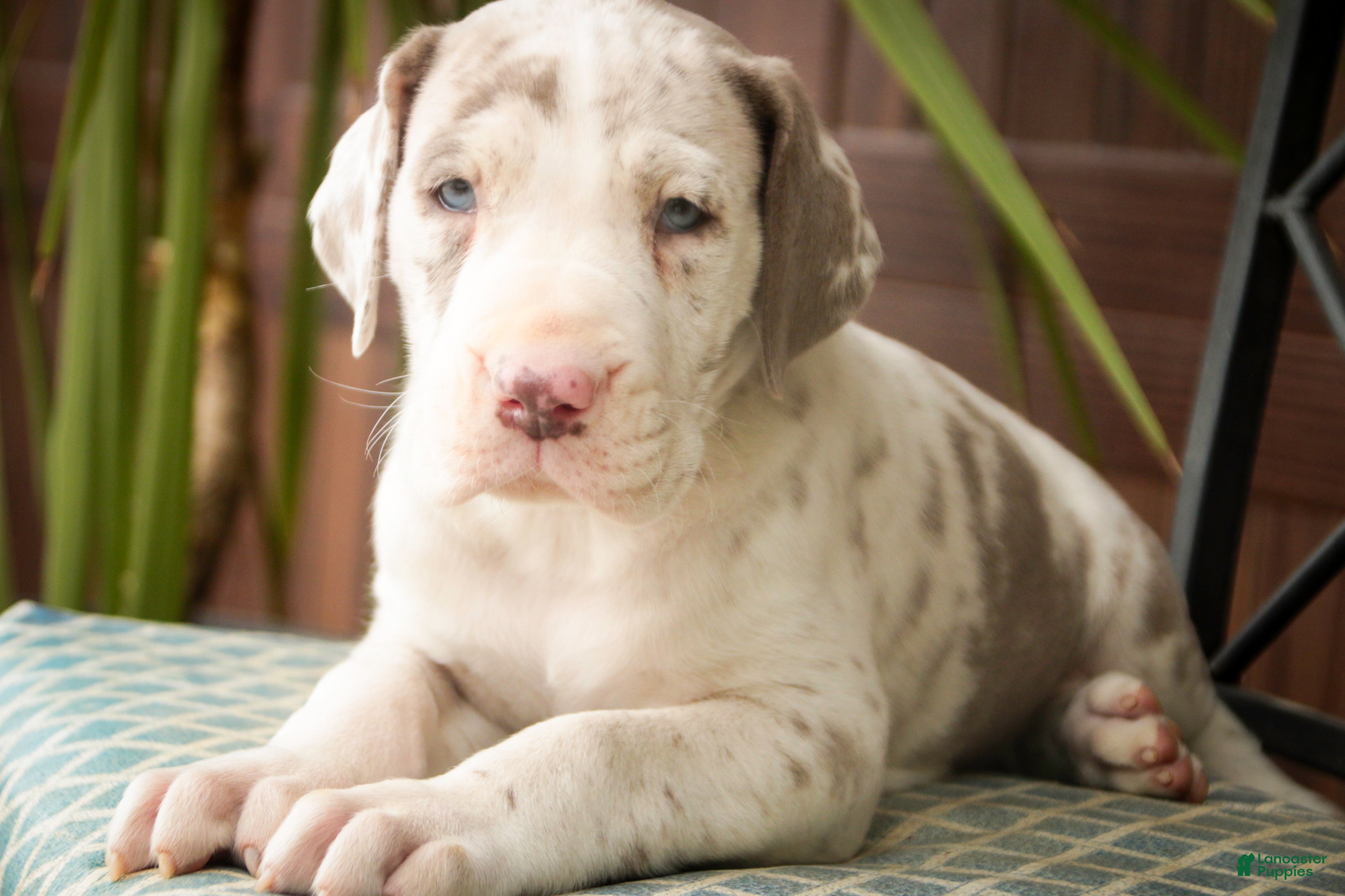 Great Dane dogs Santiago - Ad 1