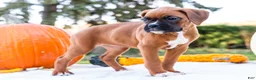 Boxer dogs for sale: Peggy Boxer - Ad 8