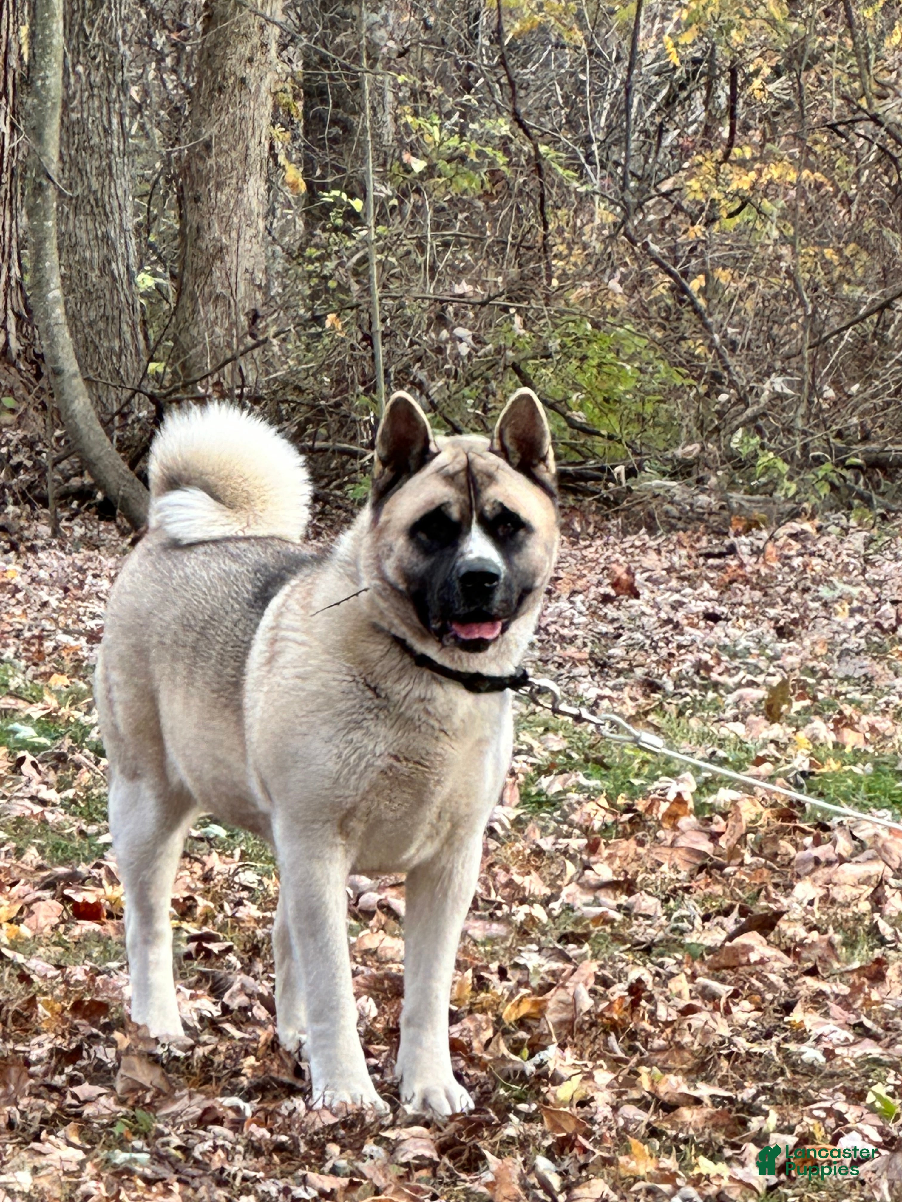 Akita dogs Halo - Ad 2