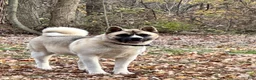 Akita dogs for sale: Aurora  - Ad 8