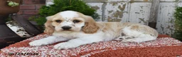 Cocker Spaniel dogs for sale: Isaac - Ad 4