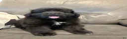 Newfoundland dogs for sale: EARL - Ad 4