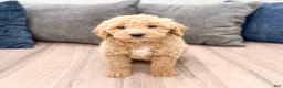 Miniature Labradoodle dogs for sale: Kacey - Ad 1