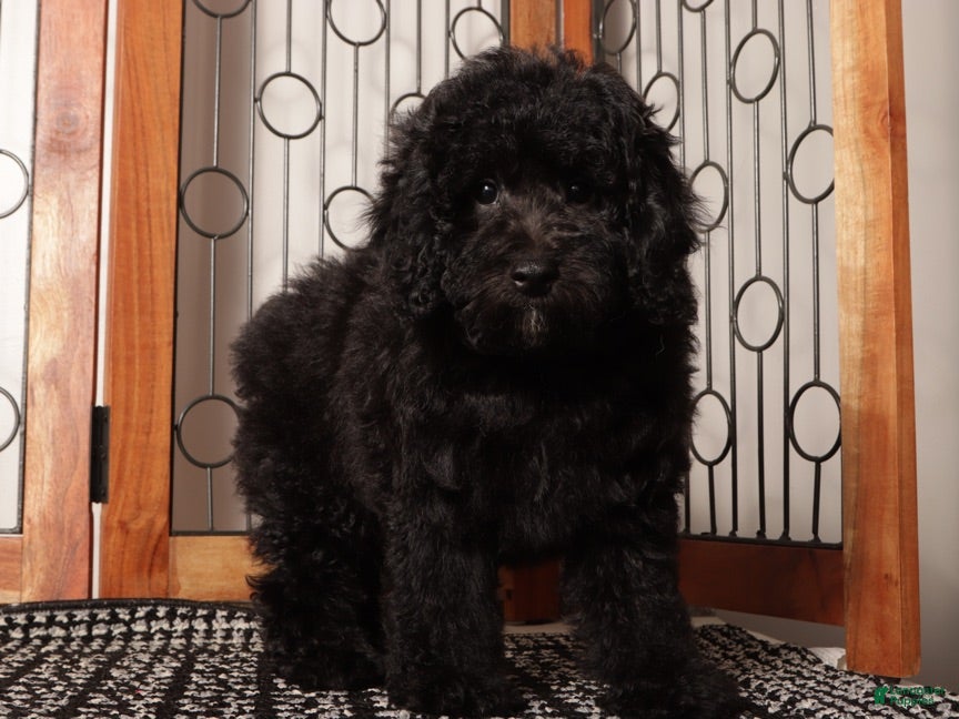 Miniature Poodle dogs Ben Shy Mini Poodle - ICA - Ad 2