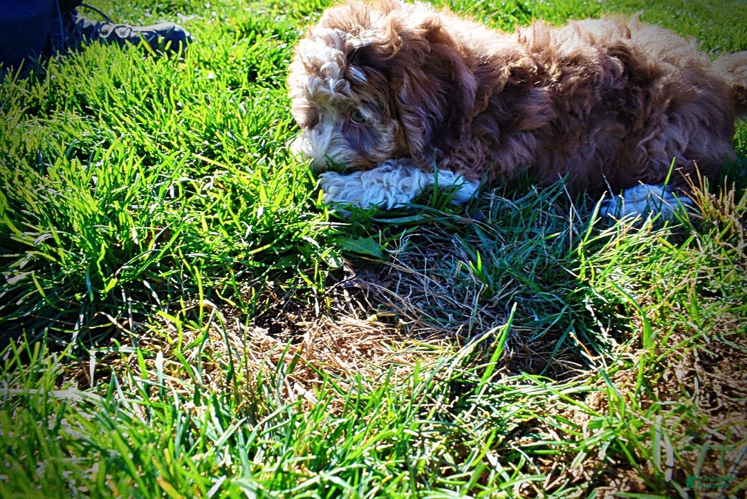 Havapoo dogs for sale: Rocky - Ad 19