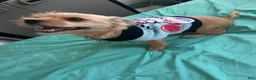 Mixed Breed dogs for sale: Stella - Ad 5