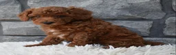 Toy Poodle dogs for sale: Charlie  - Ad 6