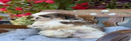 Shih Tzu dogs for sale: Shyla - Ad 11
