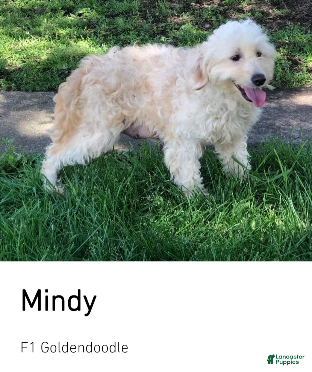 Mixed Breed dogs Mille - Ad 5
