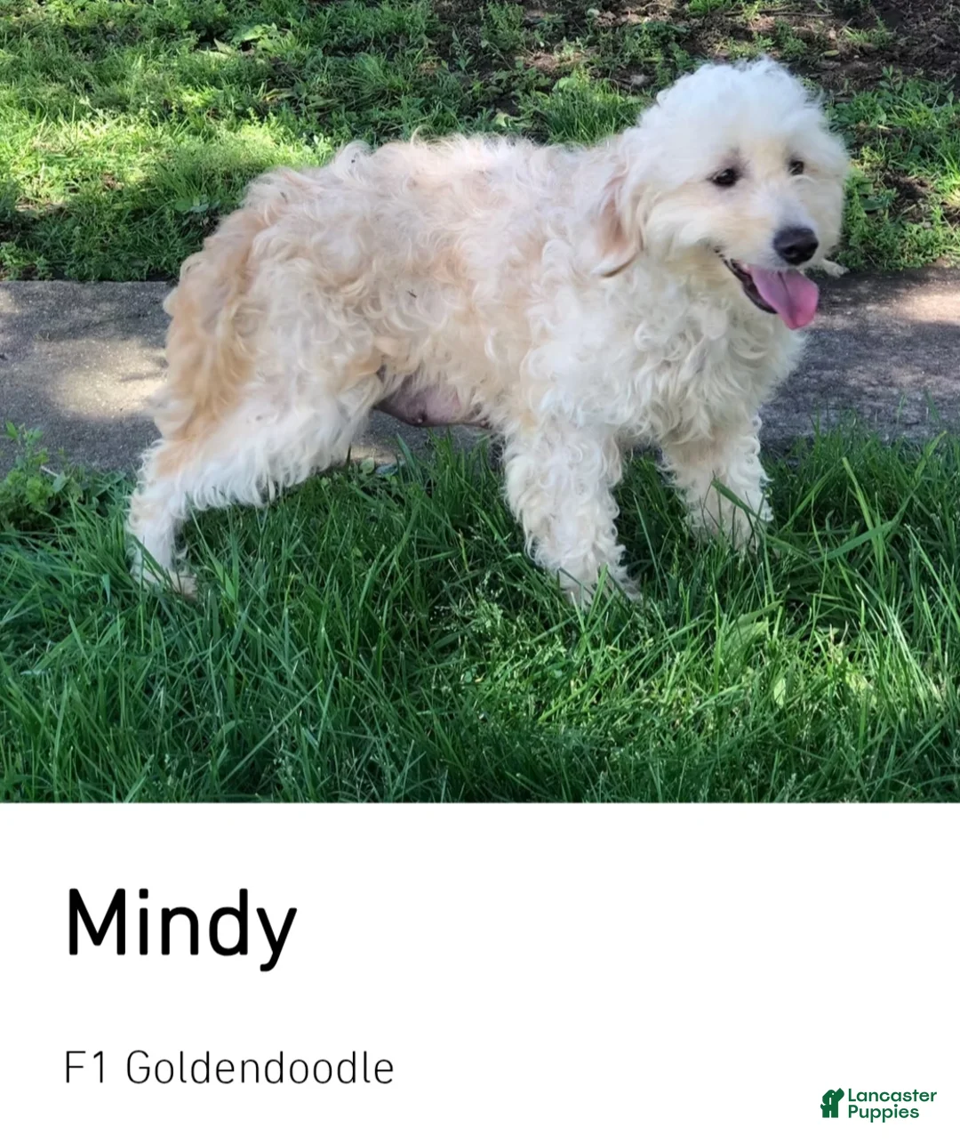 Mixed Breed dogs for sale: Mille - Ad 1
