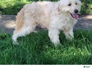 Mixed Breed dogs Mille - Ad 5