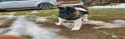 Akita dogs for sale: King - Ad 3