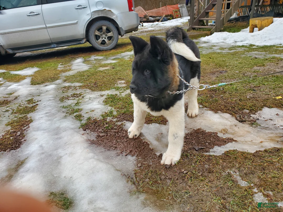 Akita dogs for sale: King - Ad 3