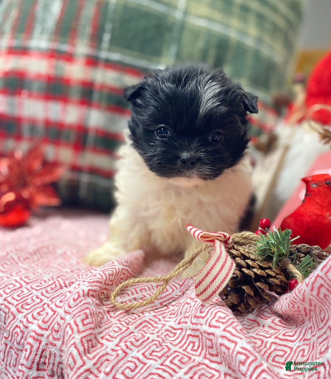 Mixed Breed dogs for sale: Mixed Breed Puppy 1 - Ad 10